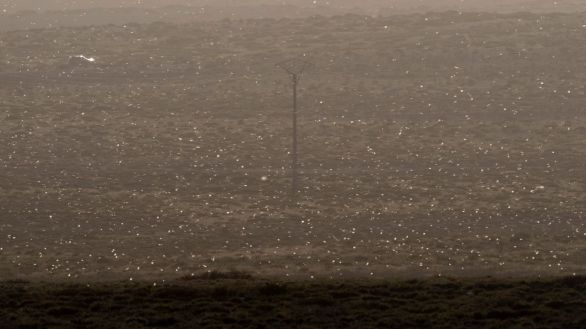 Llegan a Lanzarote cientos de langostas africanas, la plaga más destructiva del mundo