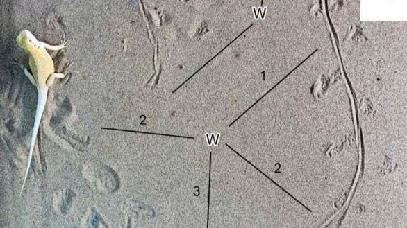Documentan en Asturias los primeros rastros de lagartos jurásicos de Europa