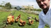 David Beckham cumple 51 años y recibe con alegría su regalo preferido: gallinas