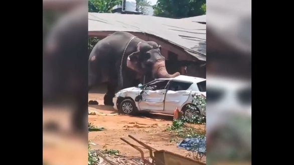 La impactante fuerza de un elefante 