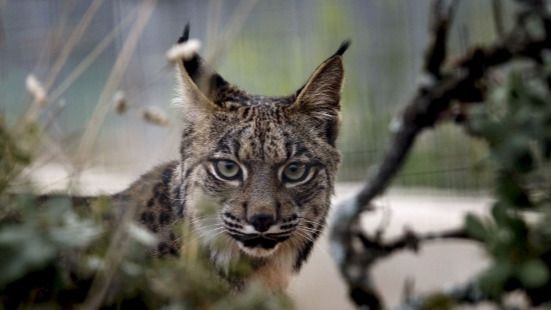 Nacen los primeros cachorros de los linces reintroducidos en el Cerrato Palentino