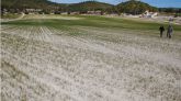 Agricultores recorren un campo casi yermo por los efectos devastadores que la sequía y el calor.