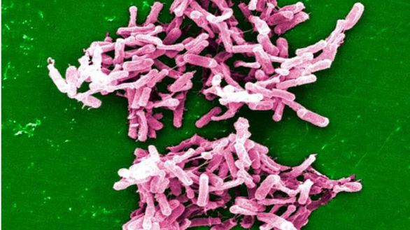 Hacia un nuevo antibiótico contra la superbacteria ‘C.diff’, principal causa de muerte por gastroenteritis