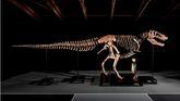 Se vende por 50 millones uno de los T. Rex más grandes jamás descubiertos