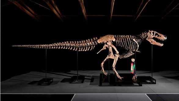 A subasta uno de los T.rex más grandes valorado en 30 millones de dólares