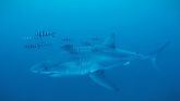 Grabado por primera vez en el Mediterráneo un ejemplar de tiburón blanco