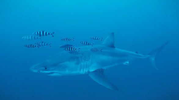 Grabado por primera vez en el Mediterráneo un ejemplar de tiburón blanco