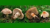 El hongo de mayo (Calocybe gambosa), a la izquierda, se confunde fácilmente con el hongo joven y mortal Inocybe erubescens, a la derecha. Esto supone un riesgo, ya que las especies de Inocybe contienen grandes cantidades de la toxina muscarina. Fotos: Leibniz/Hans Knöll Institute