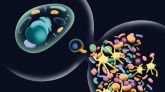 El origen de las células complejas fue más largo y gradual de lo que se creía