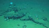 Descubren en el Índico el cementerio de ballenas más antiguo y grande conocido