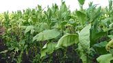 Crean plantas que brillan y cambian de color cuando se infectan con algún virus