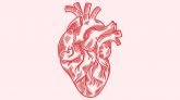 El corazón tiene un ‘bypass’ natural
