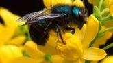 Osmia ribifloris.