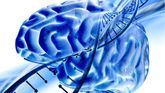 Un estudio descubre cómo las proteínas regulan la barrera que protege el cerebro