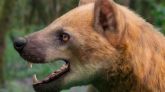Ilustración de Jesús Gamarra que recrea la posible apariencia del 'paludocyon moyasolai', una nueva especie de 'perro oso', que habitó en el actual territorio de Cataluña (España) hace 15,9 millones de años.
