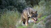 Ejemplar de lobo ibérico.