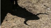 Crónica taurina | Sotillo de la Adrada: el trapío y la torería