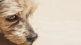 Algunos perros distinguen el miedo y la tristeza en las personas