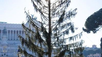 Muere el árbol de Navidad de Roma y lo cuenta el propio abeto en su perfil de Twitter