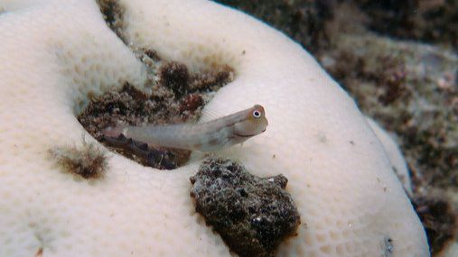 El cambio climático acelera el blanqueamiento de los arrecifes de coral