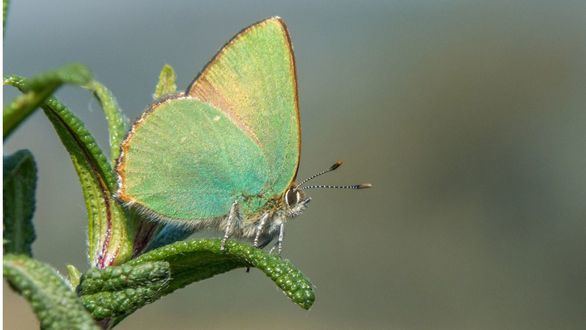 En busca de un refugio para las mariposas urbanas de Madrid y Barcelona