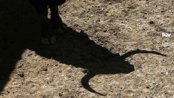 El toro en México. ¡Ah, qué años aquellos!, cuando se respetaba a la Plaza Monumental