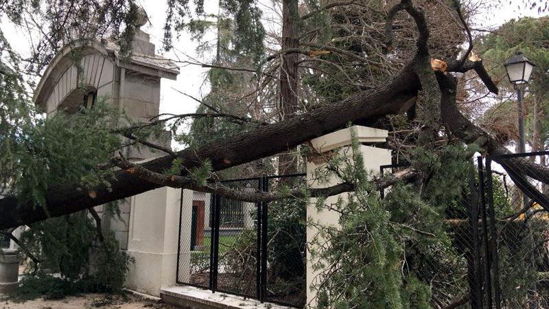 Muere un niño de 4 años tras caerle un árbol en El Retiro