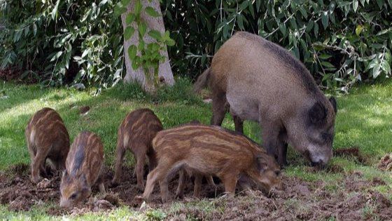 Aumenta la agresividad de los jabalíes urbanos hacia los humanos