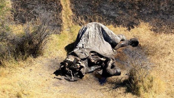 Cazadores furtivos matan a 90 elefantes para robar sus colmillos