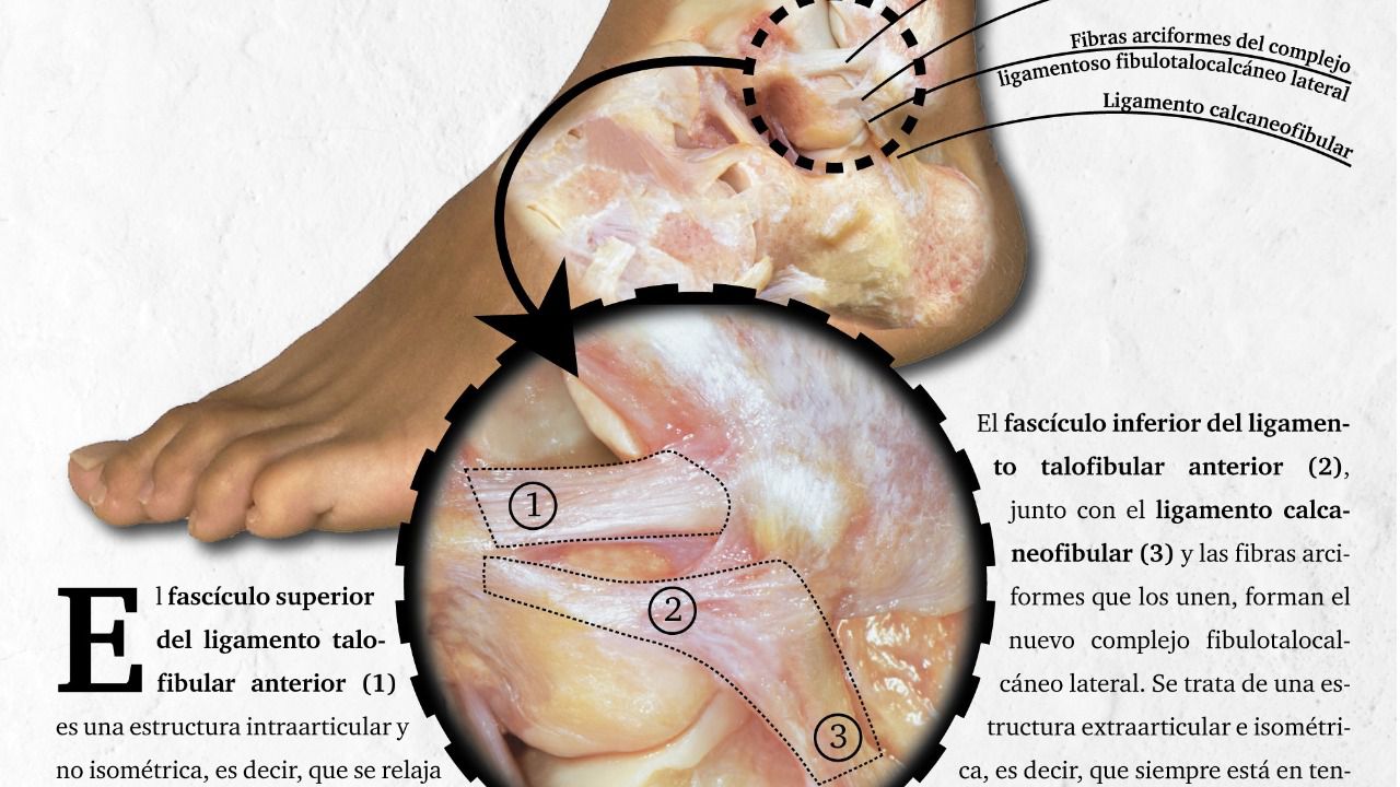 La Universidad de Barcelona descubre un nuevo ligamento en el tobillo