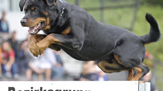 Imputado por homicidio imprudente el dueño de los perros que atacaron a un anciano en Madrid