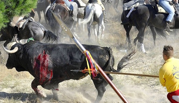El Toro de la Vega concluye tras enfrentamientos y protestas en Tordesillas