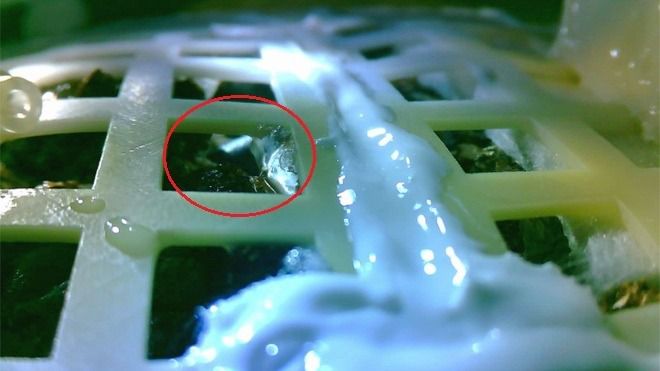 China consigue que una semilla de algodón brote por primera vez en la Luna