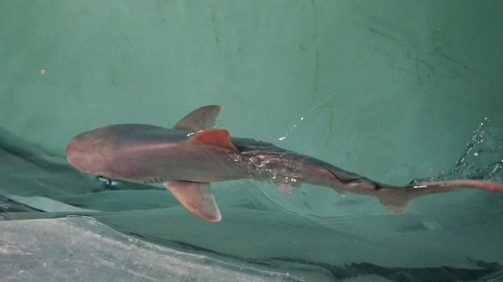 Nace la primera cría de tiburón gris en 15 años en el Oceanogràfic de Valencia