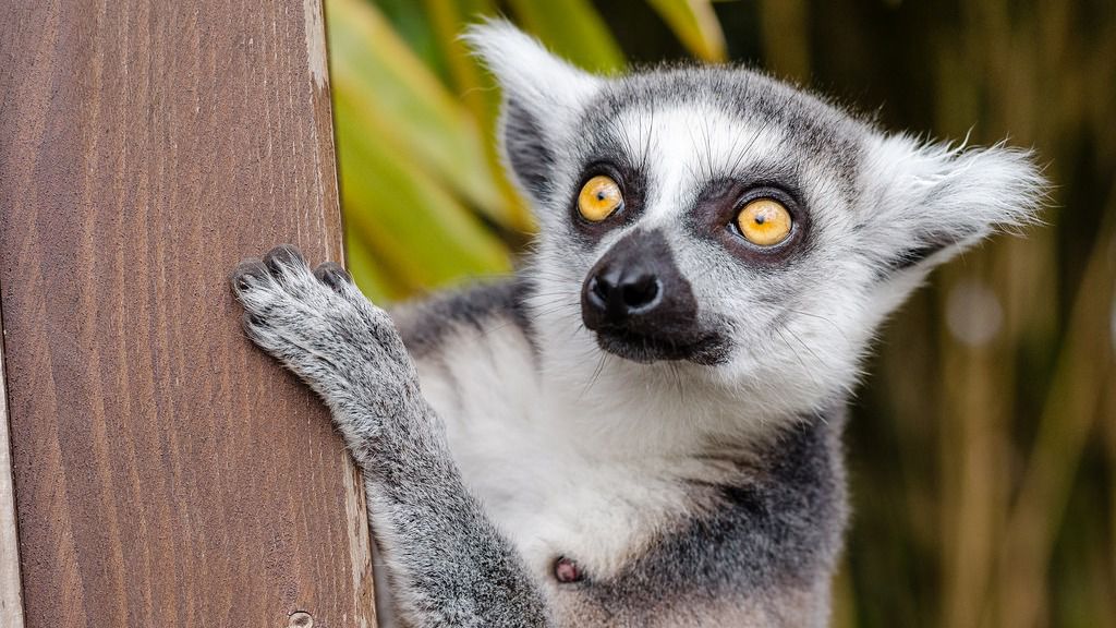 Las enigmáticas piedras de Anjouan resucitan la leyenda del continente Lemuria