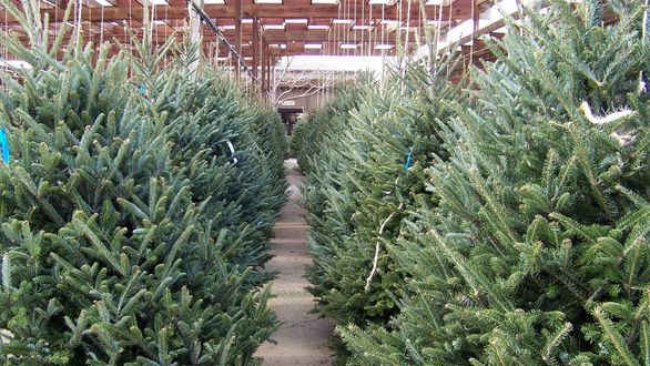 Consejos para cuidar tu abeto esta Navidad