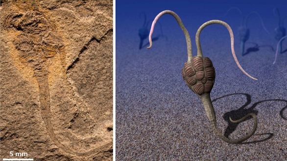 Yanhiajella, el enigmático fósil del Cámbrico que trae de cabeza a los científicos