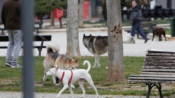 Denunciado por alquilar sus perros para pasear durante el estado de alarma