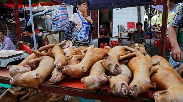 Shenzhen, en China, prohíbe comer perros y gatos tras el coronavirus