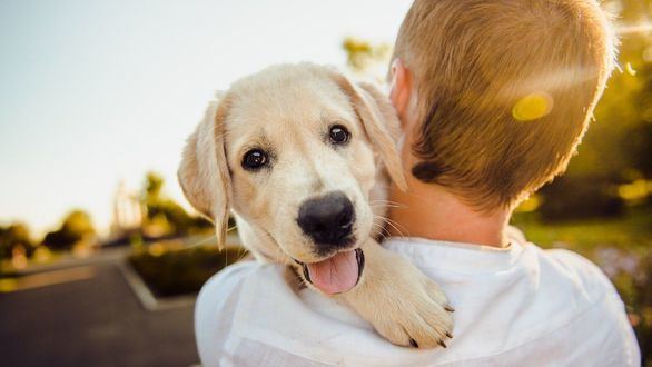 Cómo calcular la edad de tu perro: multiplicar por siete ya no sirve