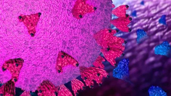 Hallada una diminuta proteína sintética eficaz contra el coronavirus