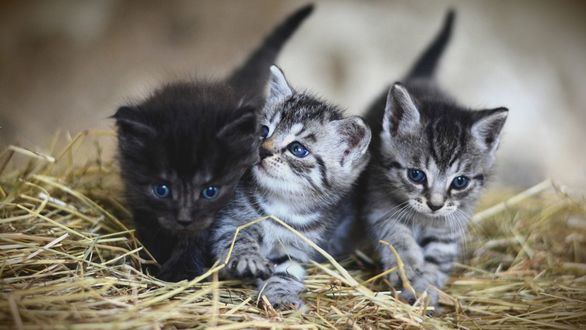 Estos son los animales más y menos susceptibles a contraer coronavirus