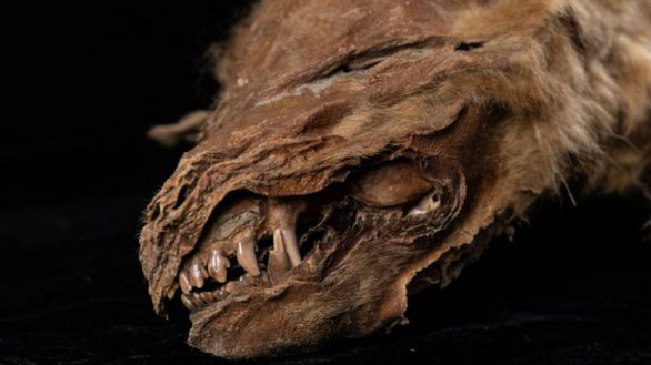 Hallan intacta una cría de lobo, tras pasar 57.000 años congelada en el permafrost