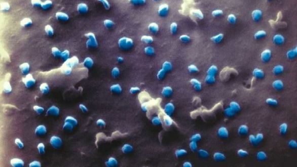 Consiguen las primeras imágenes en 3D del coronavirus