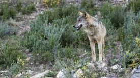 Ribera y Planas comparecerán en el Senado para abordar la situación del lobo ibérico