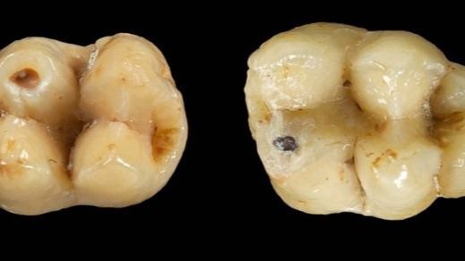Hallan en Marruecos fósiles de dientes de macaco de hace 2,5 millones de años