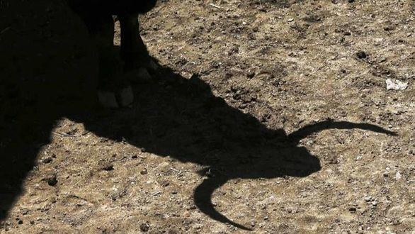 La empresa Pagés ofrecerá test de antígenos gratis al público de la Maestranza