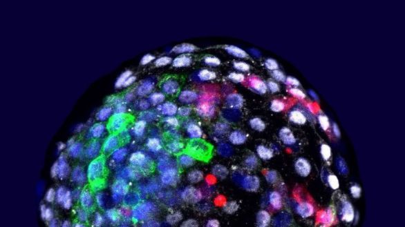 Un equipo científico liderado por un español cultiva los primeros embriones de monos y humanos