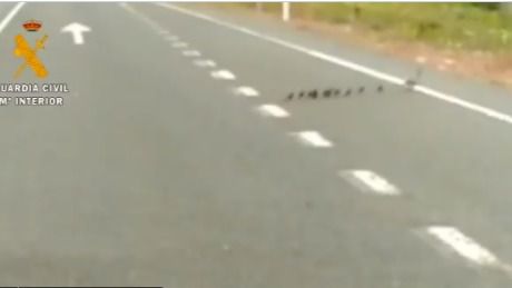 La Guardia Civil corta el tráfico para evitar el atropello de una familia de patos