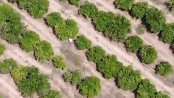 Un dron ayuda a detener a un conocido narco que trataba de escapar por un naranjal